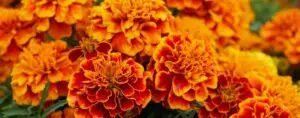 The Amazing Benefits of Marigold for Your Health and Happiness 💐 #WhispersOfWellness